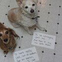 Shaming