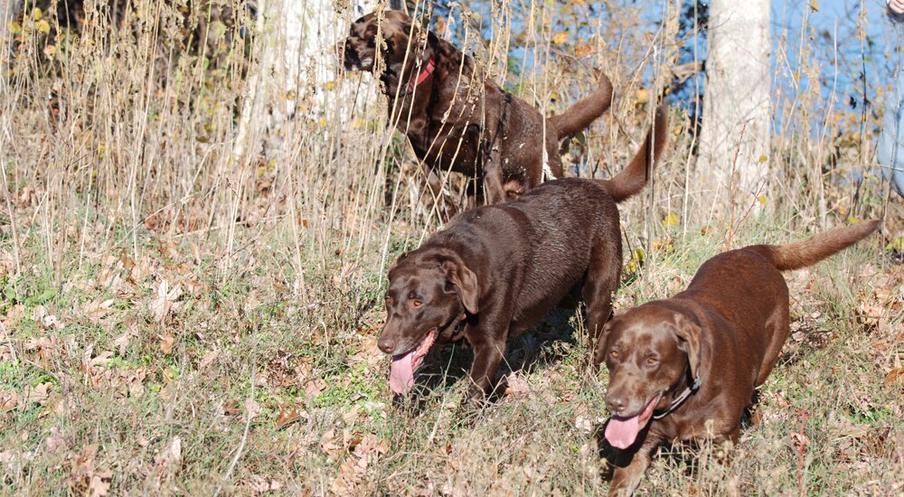 Hunting dogs 1000px